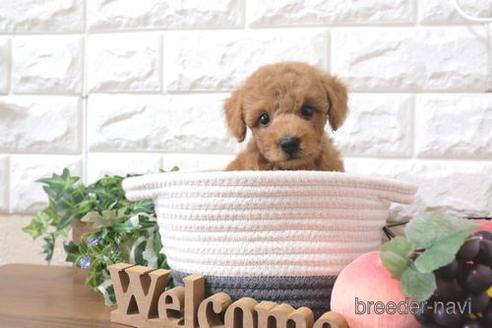 成約済の滋賀県のトイプードル-205605の6枚目