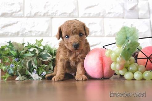 成約済の滋賀県のトイプードル-205605の3枚目