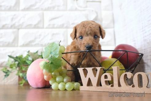 成約済の滋賀県のトイプードル-205605の2枚目