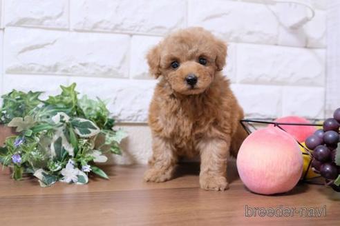 成約済の滋賀県のトイプードル-205610の1枚目
