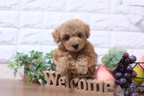 成約済の滋賀県のトイプードル-205610の6枚目