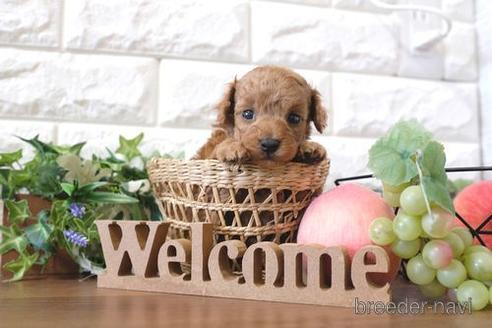 成約済の滋賀県のトイプードル-205610の3枚目