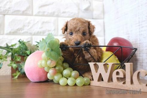 成約済の滋賀県のトイプードル-205610の2枚目