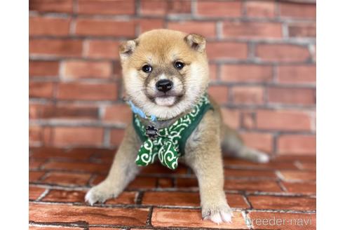 成約済の福岡県の豆柴-207697の2枚目