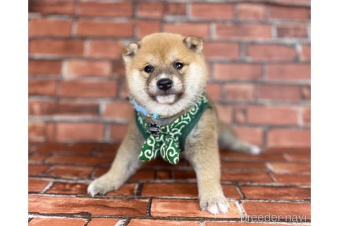 成約済の福岡県の豆柴-207697の3枚目