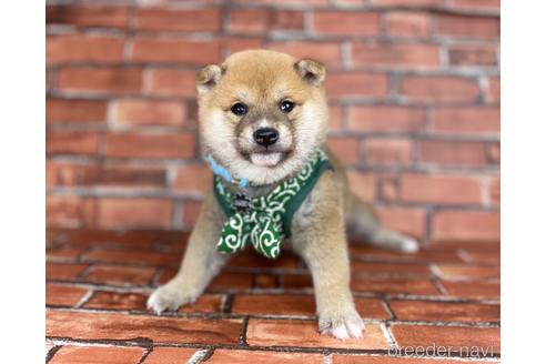 成約済の福岡県の豆柴-207697の1枚目