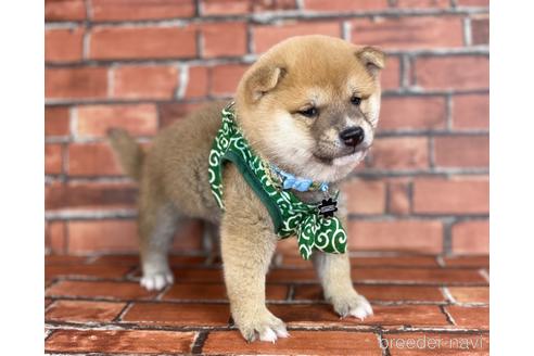 成約済の福岡県の豆柴-207697の4枚目