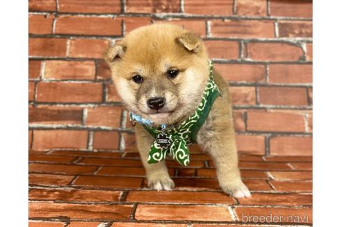 成約済の福岡県の豆柴-207697の5枚目