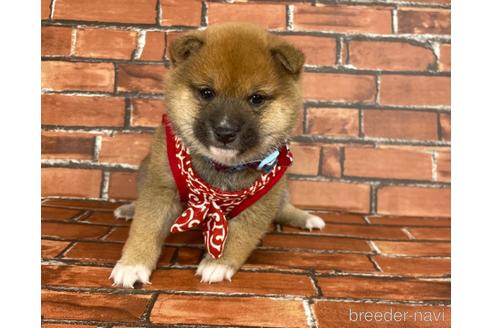 成約済の福岡県の豆柴-207703の2枚目