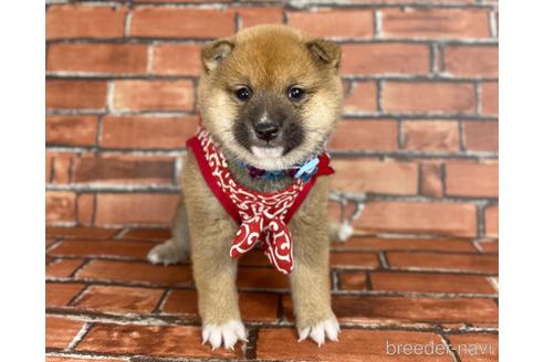成約済の福岡県の豆柴-207703の1枚目