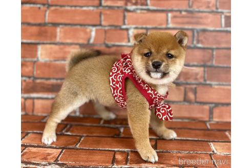 成約済の福岡県の豆柴-207704の2枚目