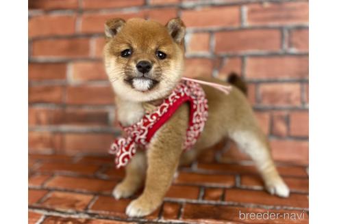 成約済の福岡県の豆柴-207704の1枚目