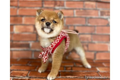 成約済の福岡県の豆柴-207704の3枚目