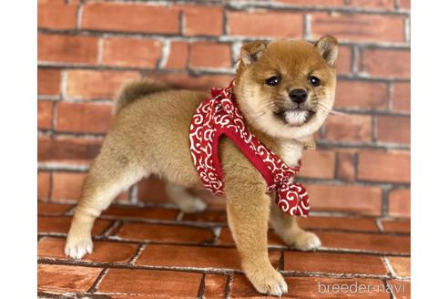 成約済の福岡県の豆柴-207704の4枚目