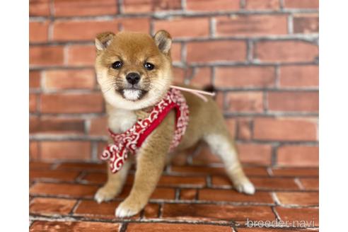 成約済の福岡県の豆柴-207704の5枚目