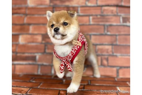 成約済の福岡県の豆柴-207707の2枚目