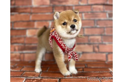 成約済の福岡県の豆柴-207707の1枚目