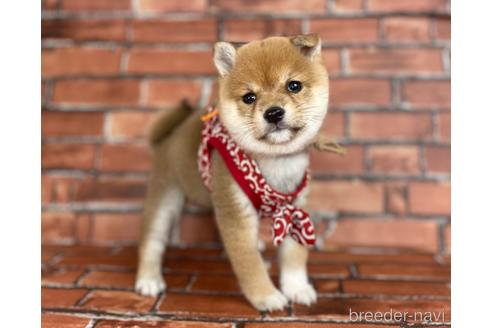 成約済の福岡県の豆柴-207707の3枚目