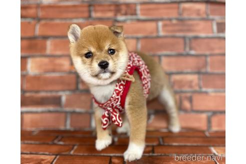 成約済の福岡県の豆柴-207707の4枚目