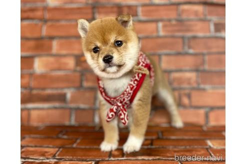 成約済の福岡県の豆柴-207707の5枚目