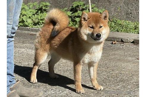 成約済の千葉県の柴犬-207729の5枚目