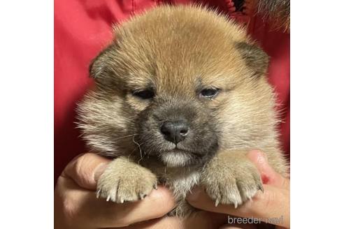 成約済の千葉県の柴犬-207731の1枚目