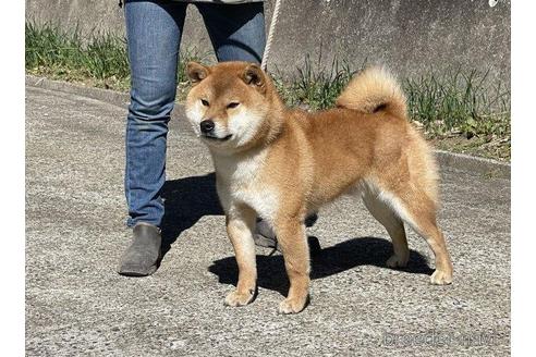 成約済の千葉県の柴犬-207731の5枚目