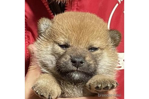 成約済の千葉県の柴犬-207732の1枚目