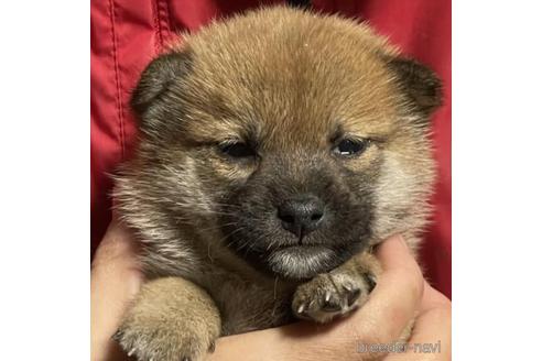 成約済の千葉県の柴犬-207734の1枚目