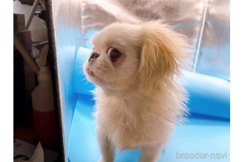 成約済の東京都のペキニーズ-199386の43枚目