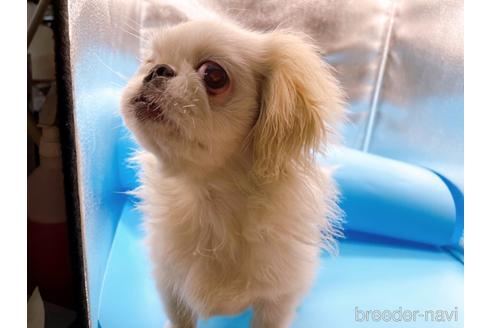 成約済の東京都のペキニーズ-199386の37枚目