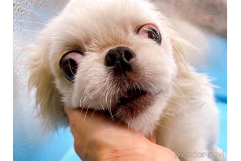 成約済の東京都のペキニーズ-199386の36枚目