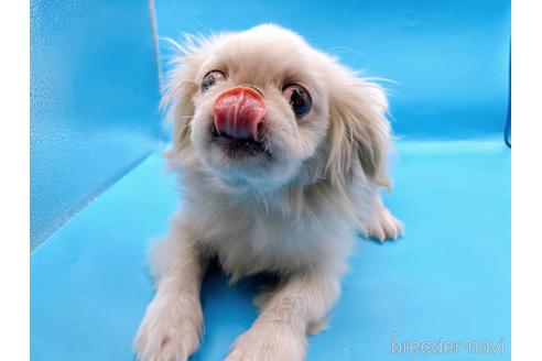 成約済の東京都のペキニーズ-199386の38枚目