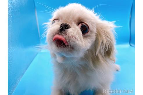 成約済の東京都のペキニーズ-199386の40枚目