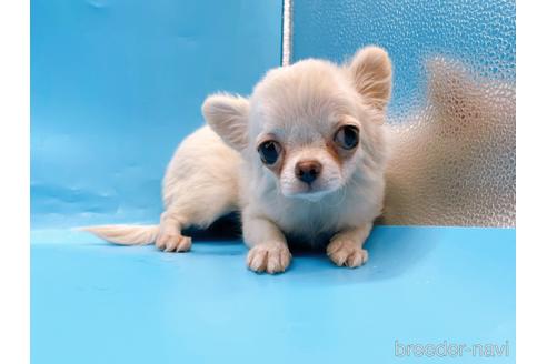 成約済の東京都のチワワ(ロングコート)-203258の3枚目