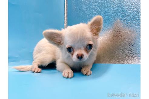 成約済の東京都のチワワ(ロングコート)-203258の4枚目