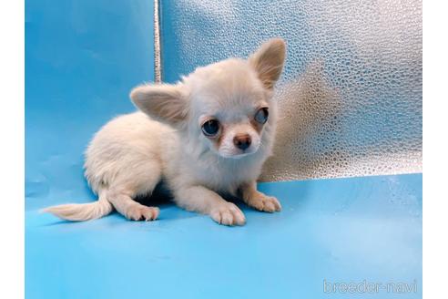 成約済の東京都のチワワ(ロングコート)-203258の5枚目