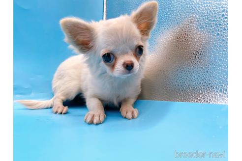 成約済の東京都のチワワ(ロングコート)-203258の1枚目