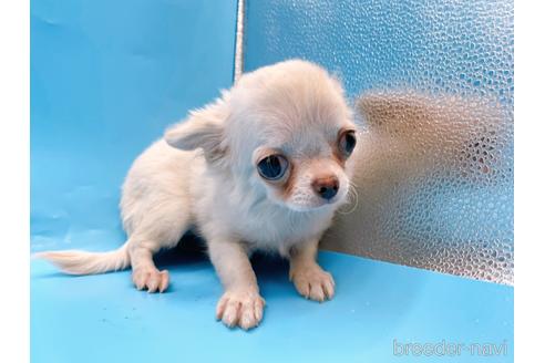 成約済の東京都のチワワ(ロングコート)-203258の2枚目