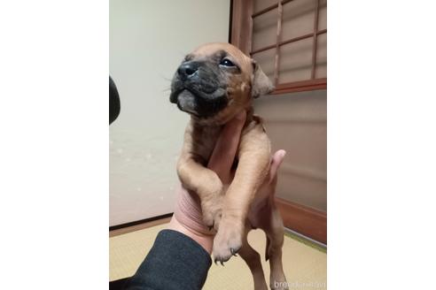 珍しい犬種から子犬を探す ブリーダーナビ
