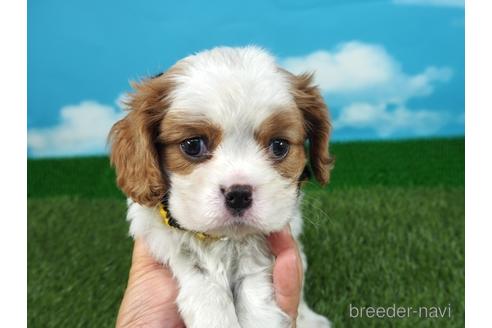 価格が安いキャバリアキングチャールズスパニエルの子犬を探す ブリーダーナビ