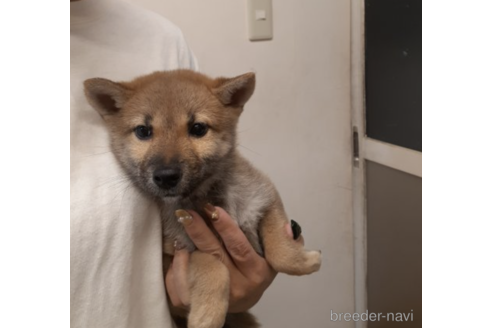 成約済の富山県の柴犬-207802の2枚目