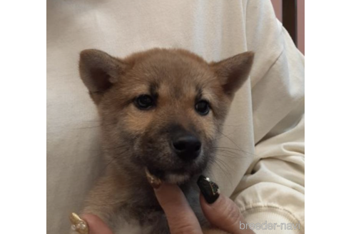 成約済の富山県の柴犬-207802の4枚目