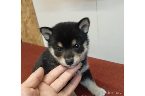 成約済の富山県の柴犬-207803