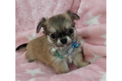 子犬