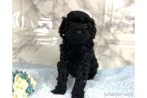 成約済の福岡県のミニチュアプードル-205834の11枚目