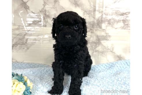 成約済の福岡県のミニチュアプードル-205834の7枚目