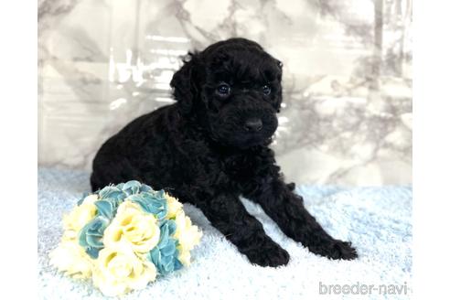 成約済の福岡県のミニチュアプードル-205834の8枚目