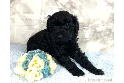 成約済の福岡県のミニチュアプードル-205834の9枚目