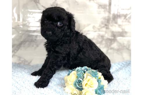 成約済の福岡県のミニチュアプードル-205834の10枚目